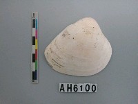 藏品(大蜆)的圖片